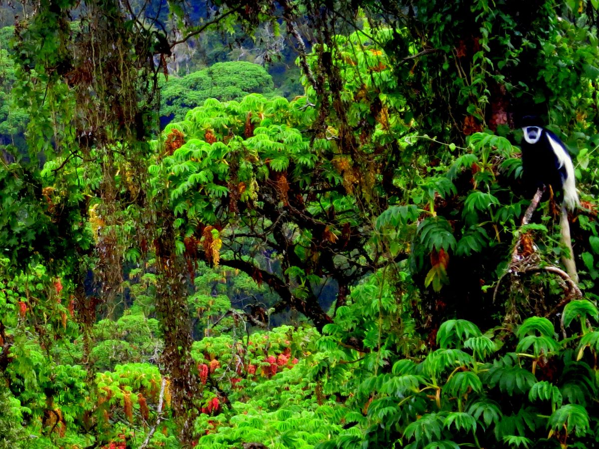 East African Montane Forests | One Earth